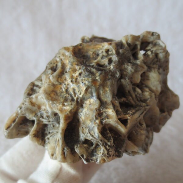 natural gobi skeleton stone (ji gu stone), boxwork ventifact, desert viewing stone (u23）