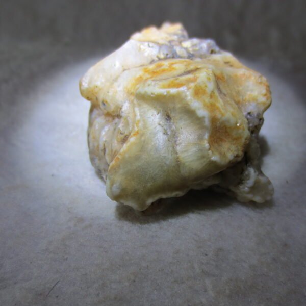 natural gobi skeleton stone (ji gu stone), boxwork ventifact, desert viewing stone (u24）