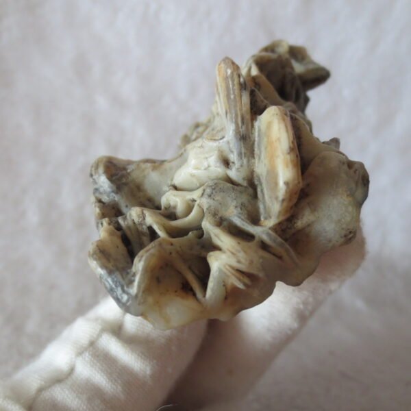 natural gobi skeleton stone (ji gu stone), boxwork ventifact, desert viewing stone (u30）