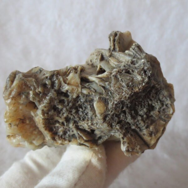 natural gobi skeleton stone (ji gu stone), boxwork ventifact, desert viewing stone (u30）