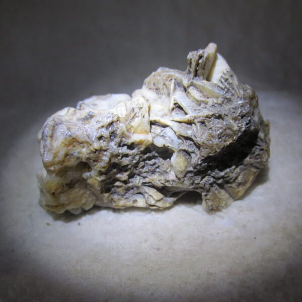 natural gobi skeleton stone (ji gu stone), boxwork ventifact, desert viewing stone (u30）