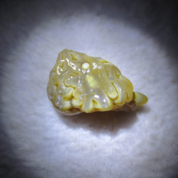 natural gobi vein agate raw stone, jinmai stone specimen (q07） (copy)