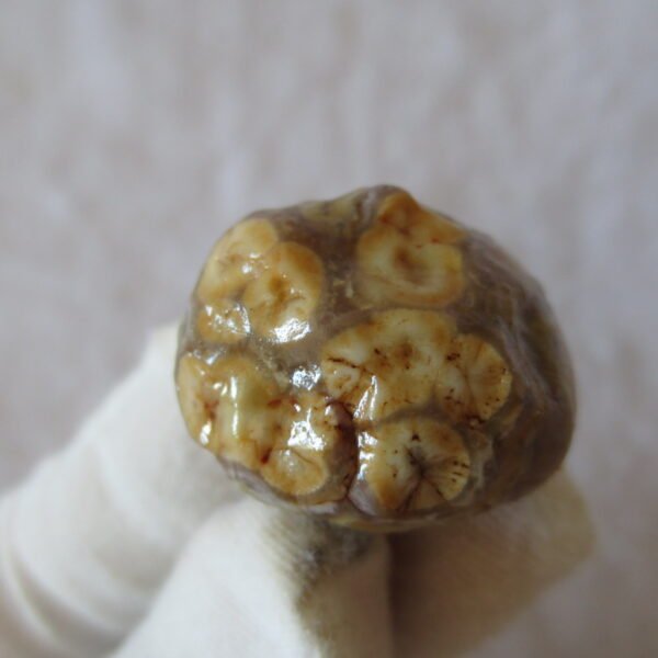 natural gobi vein agate raw stone, jinmai stone specimen (q59） (copy)