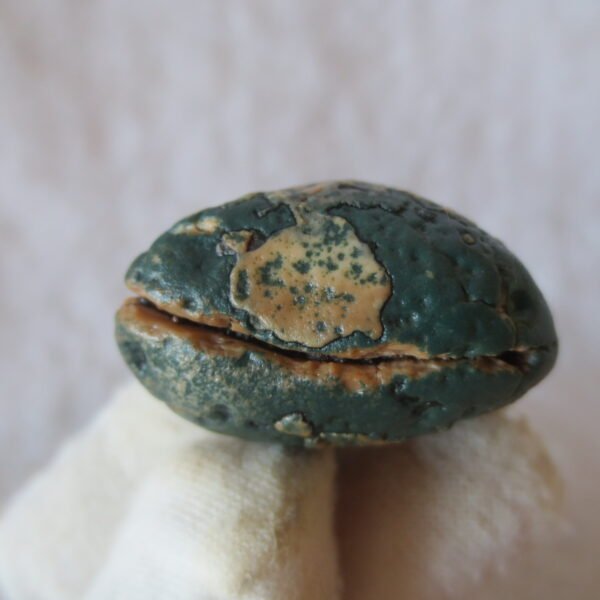 natural green grass flower gobi moss agate , desert gobi stone mineral specimen (t39）