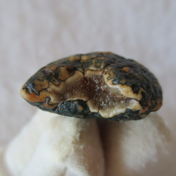 natural green grass flower gobi moss agate , desert gobi stone mineral specimen (t50）
