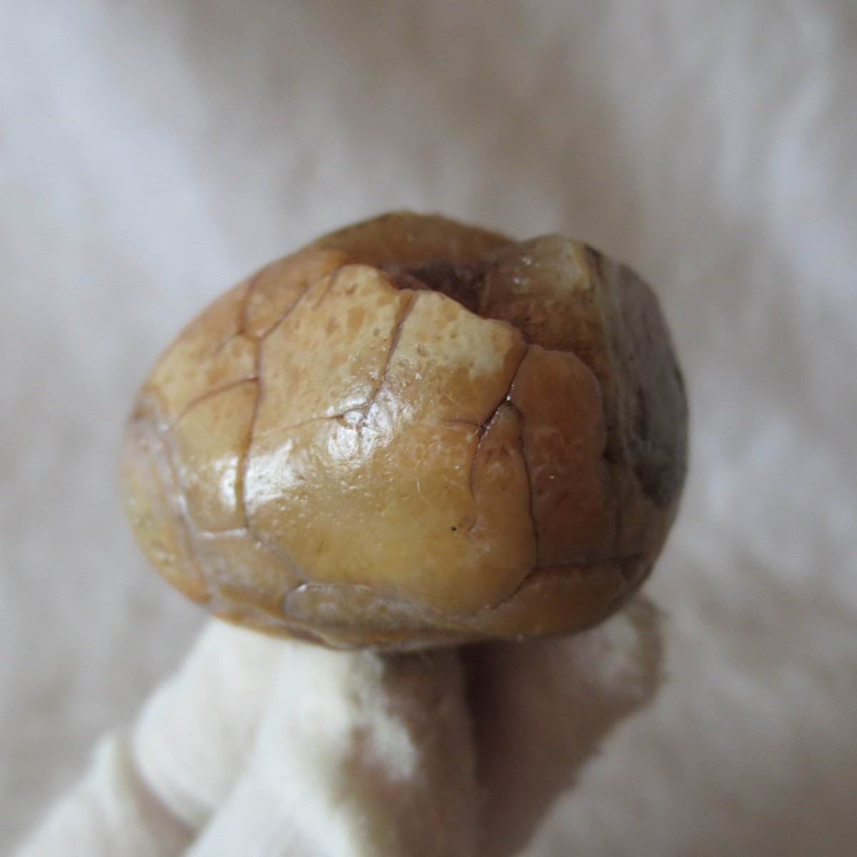 natural gobi eye stone，raw oracle eye agate，collectible crystal specimen (m91)