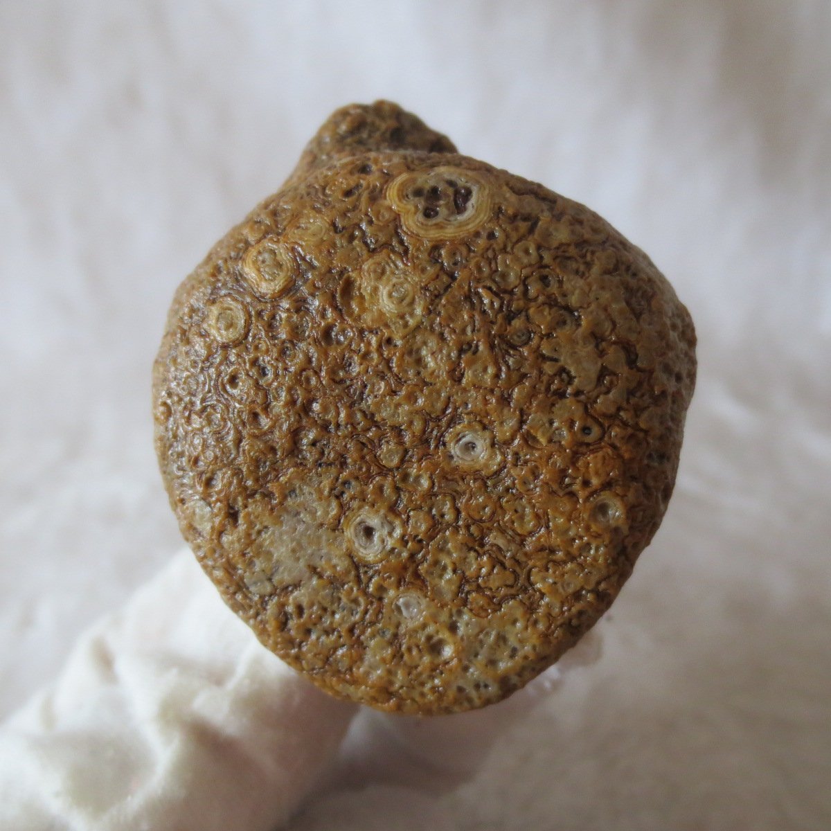 natural gobi eye stone，raw oracle eye agate，collectible crystal specimen (m102) (copy)