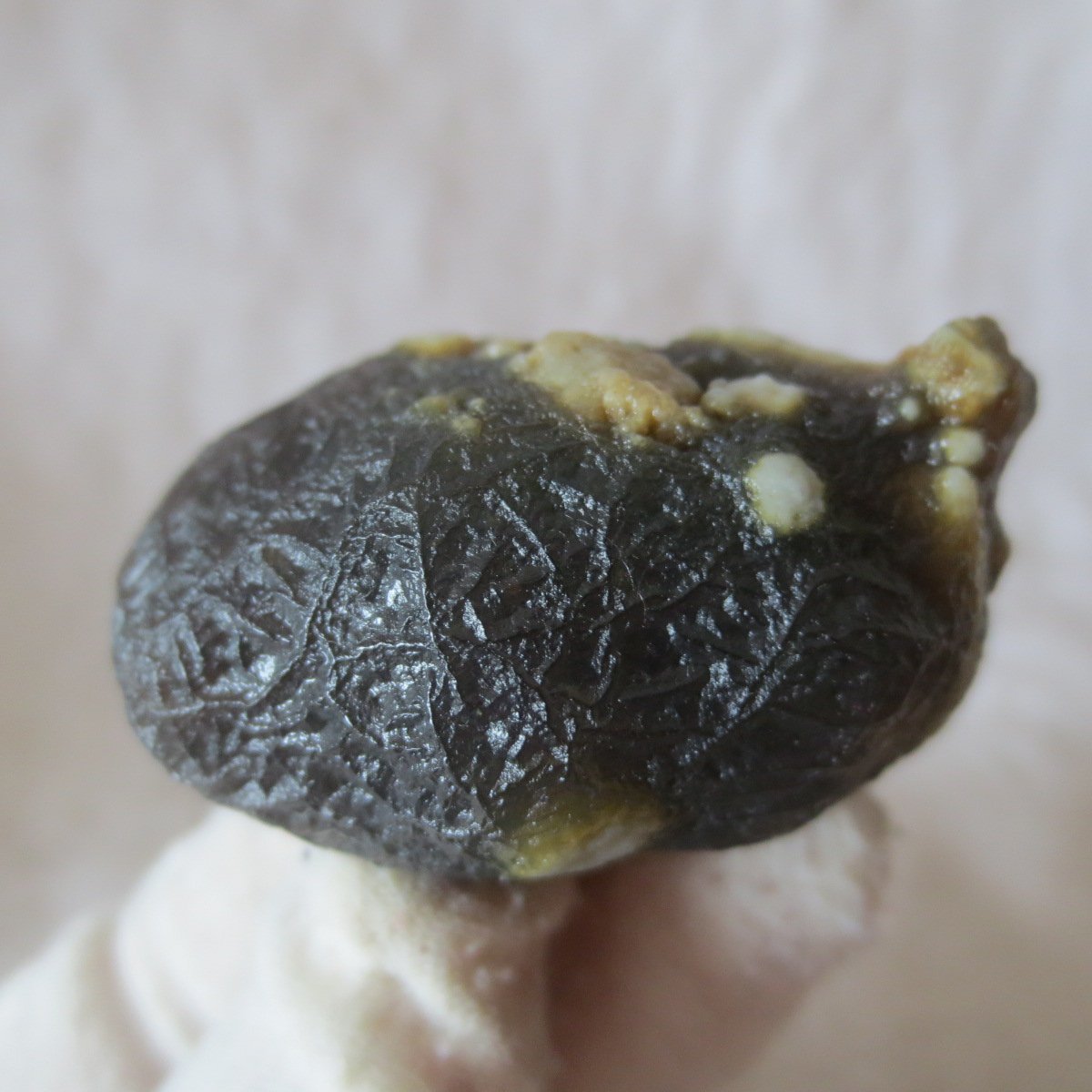 natural gobi eye stone，raw oracle eye agate，collectible crystal specimen (m115)
