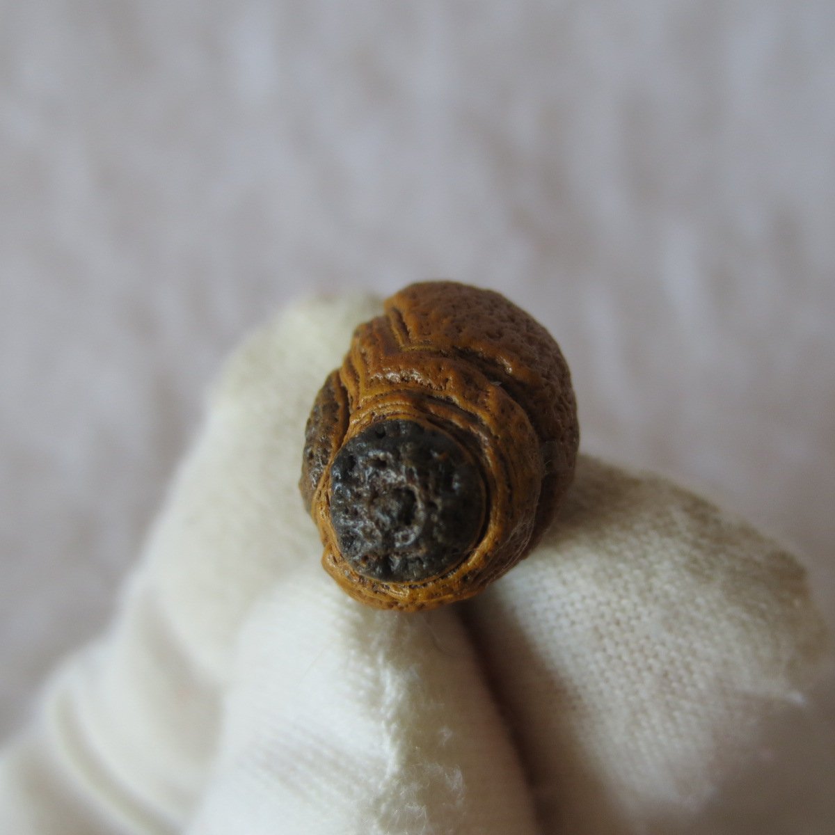 tiny gobi desert eye agate natural collectible rough stone specimen (m215)