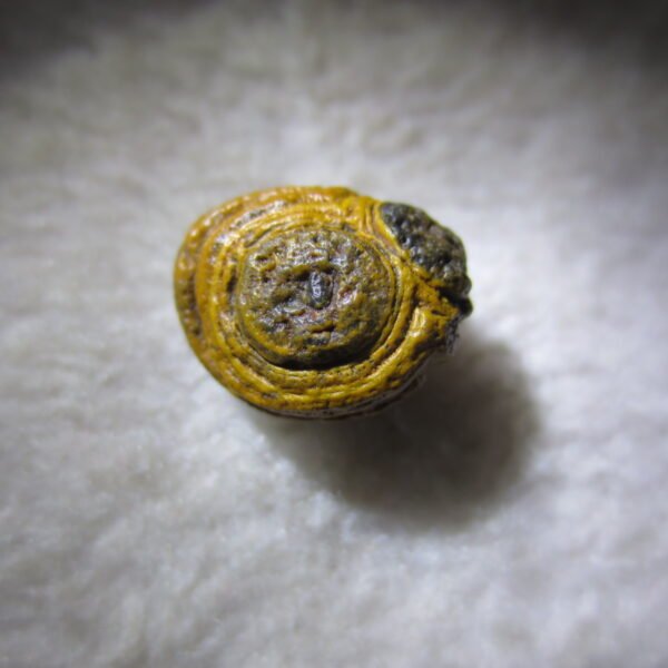 tiny gobi desert eye agate natural collectible rough stone specimen (m215)