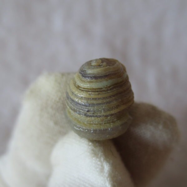 tiny gobi desert eye agate natural collectible rough stone specimen (m217) (copy)