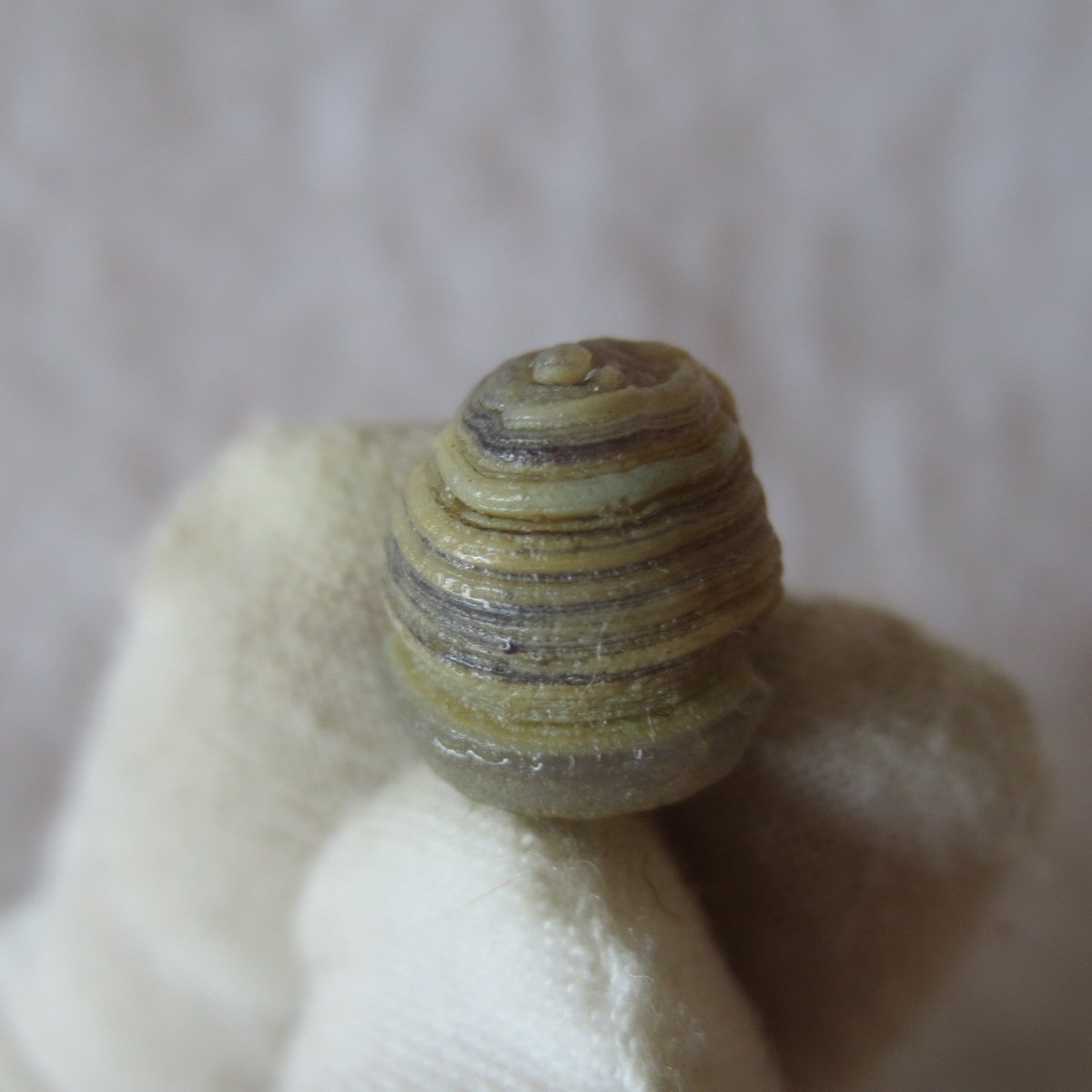 tiny gobi desert eye agate natural collectible rough stone specimen (m217) (copy)