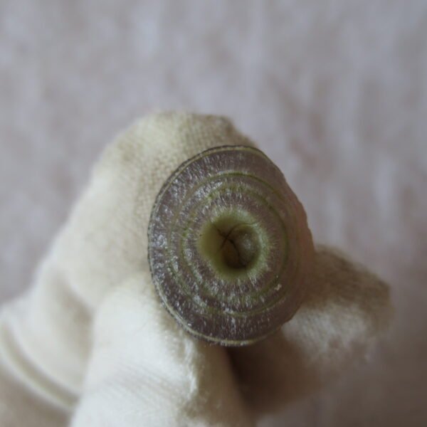 tiny gobi desert eye agate natural collectible rough stone specimen (m218) (copy)