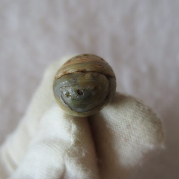 tiny gobi desert eye agate natural collectible rough stone specimen (m230) (copy) (copy)