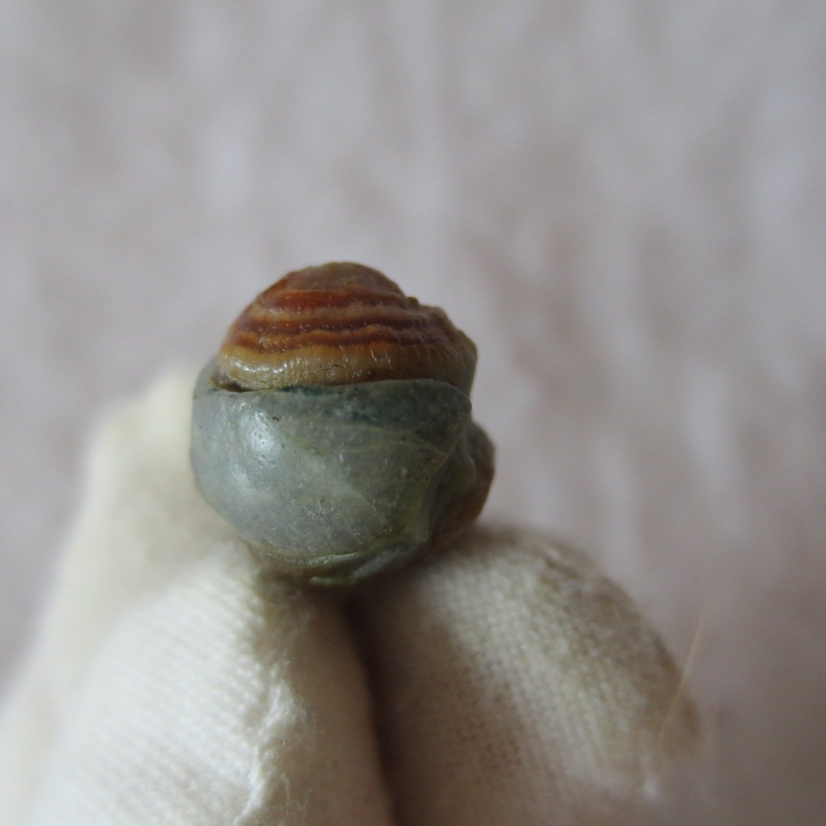 tiny gobi desert eye agate natural collectible rough stone specimen (m231) (copy)