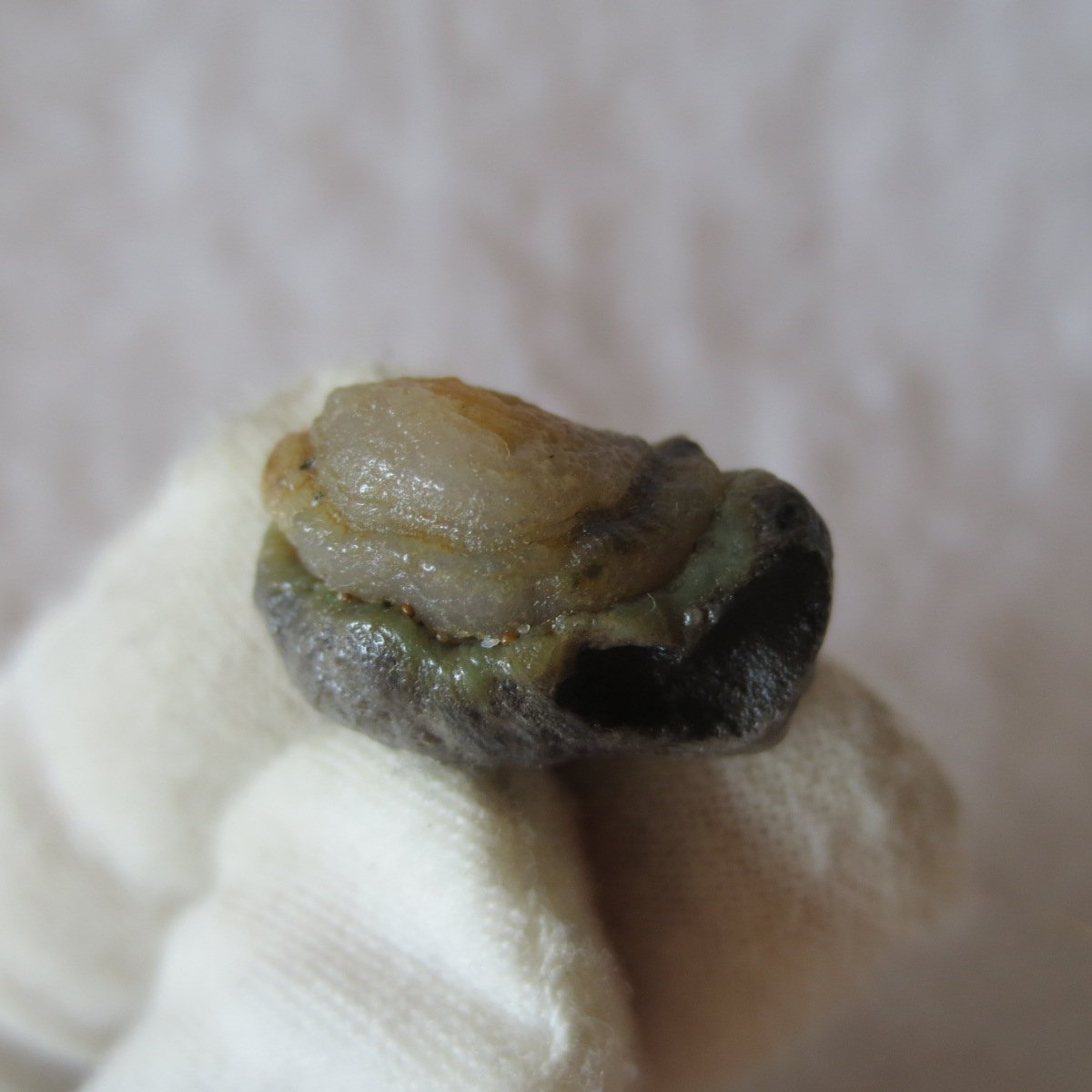 tiny gobi desert eye agate natural collectible rough stone specimen (m235)