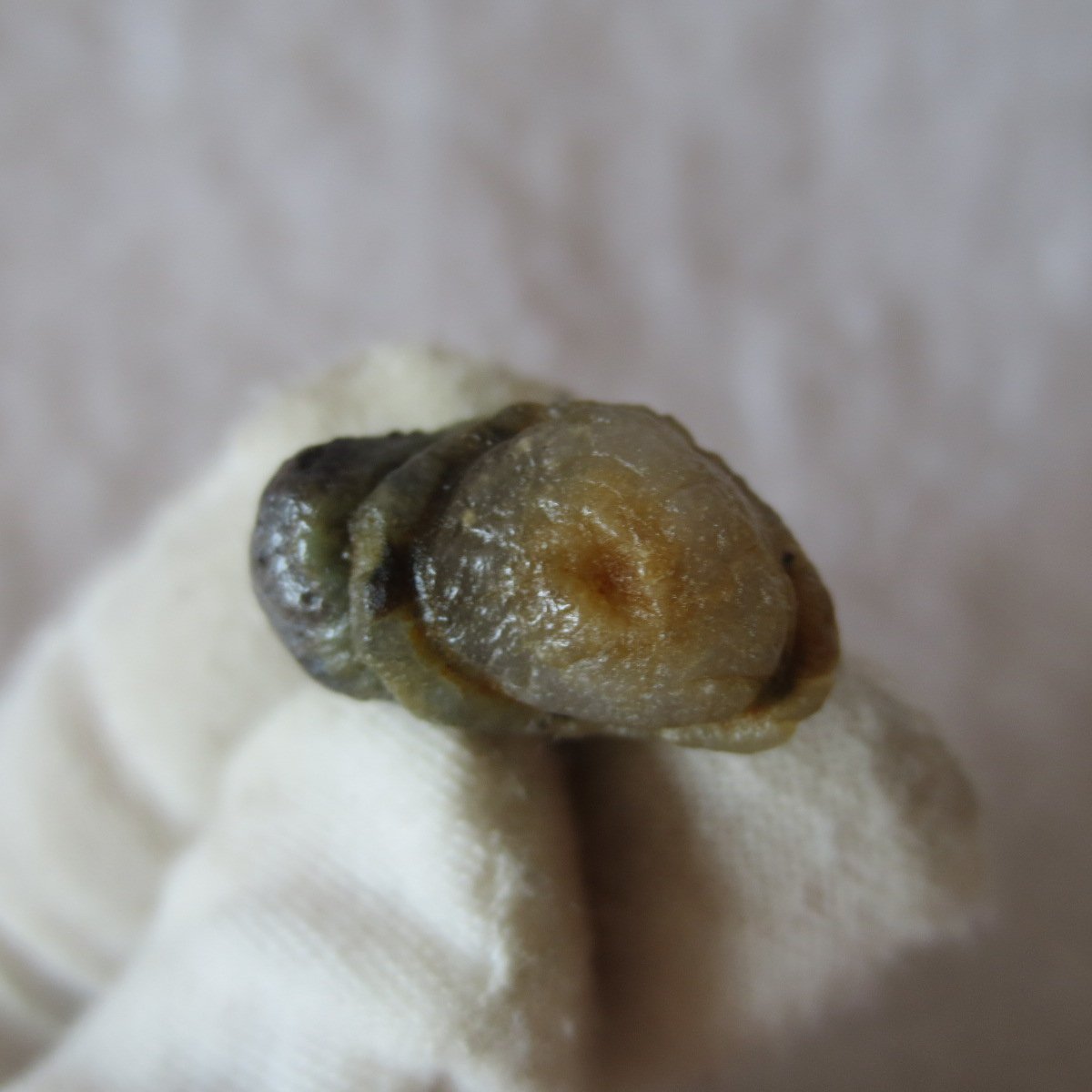 tiny gobi desert eye agate natural collectible rough stone specimen (m235)
