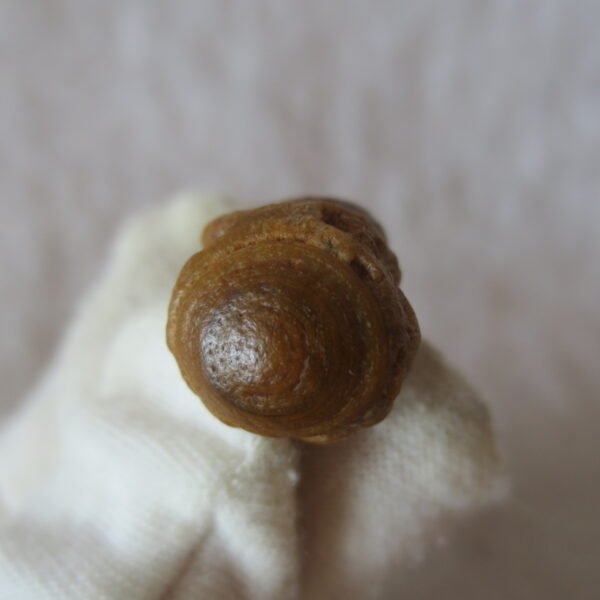 tiny gobi desert eye agate natural collectible rough stone specimen (m237) (copy)
