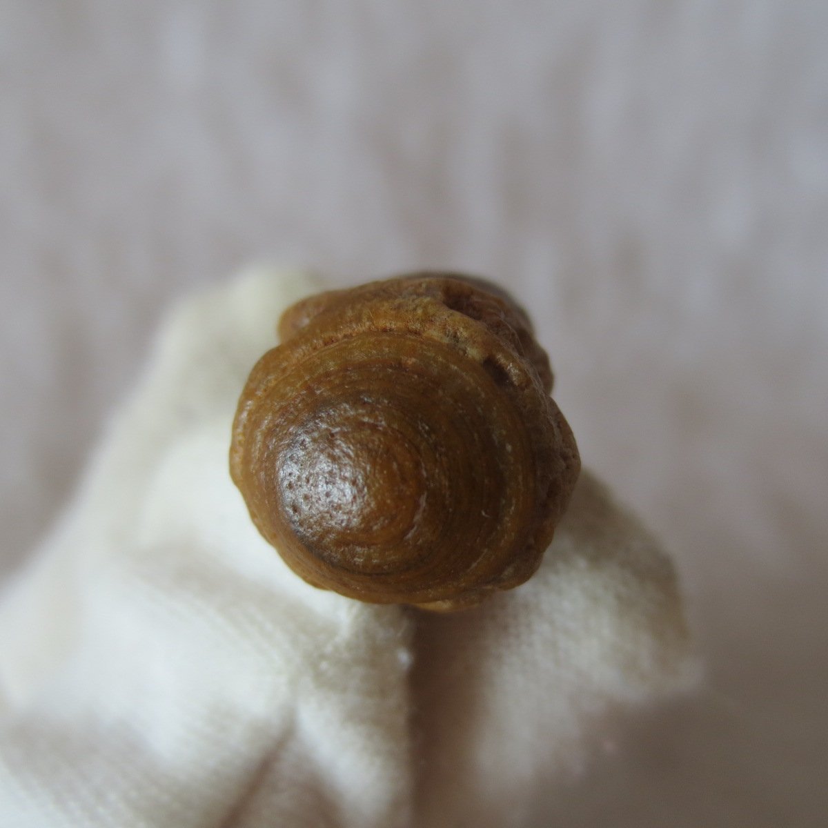 tiny gobi desert eye agate natural collectible rough stone specimen (m237) (copy)