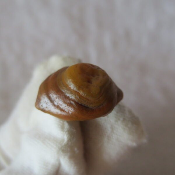 tiny gobi desert eye agate natural collectible rough stone specimen (m241)