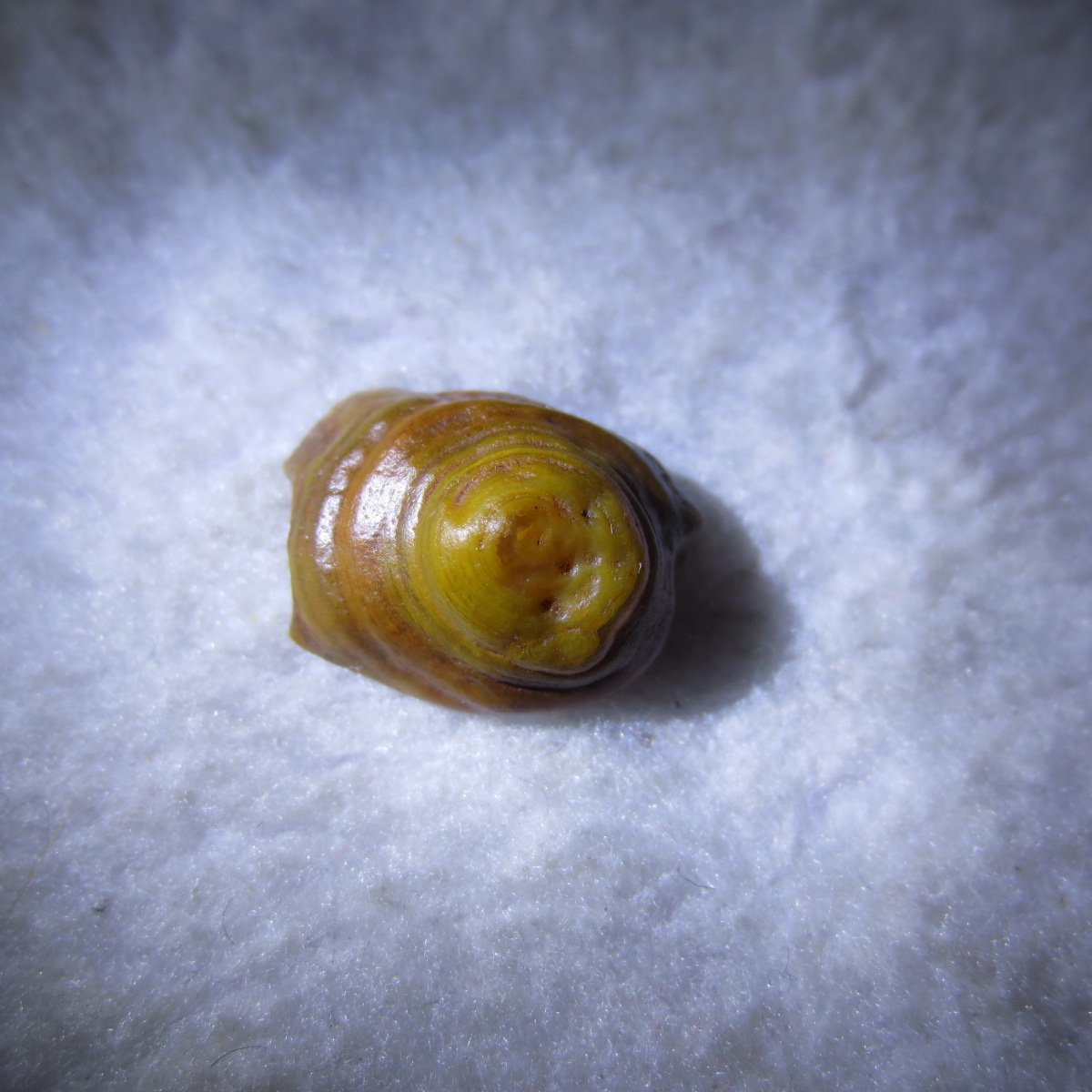 tiny gobi desert eye agate natural collectible rough stone specimen (m241)