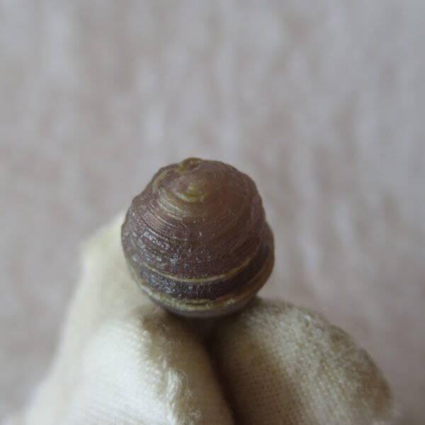 tiny gobi desert eye agate natural collectible rough stone specimen (m241) (copy)