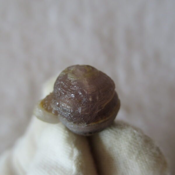 tiny gobi desert eye agate natural collectible rough stone specimen (m241) (copy)