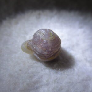 tiny gobi desert eye agate natural collectible rough stone specimen (m241) (copy)
