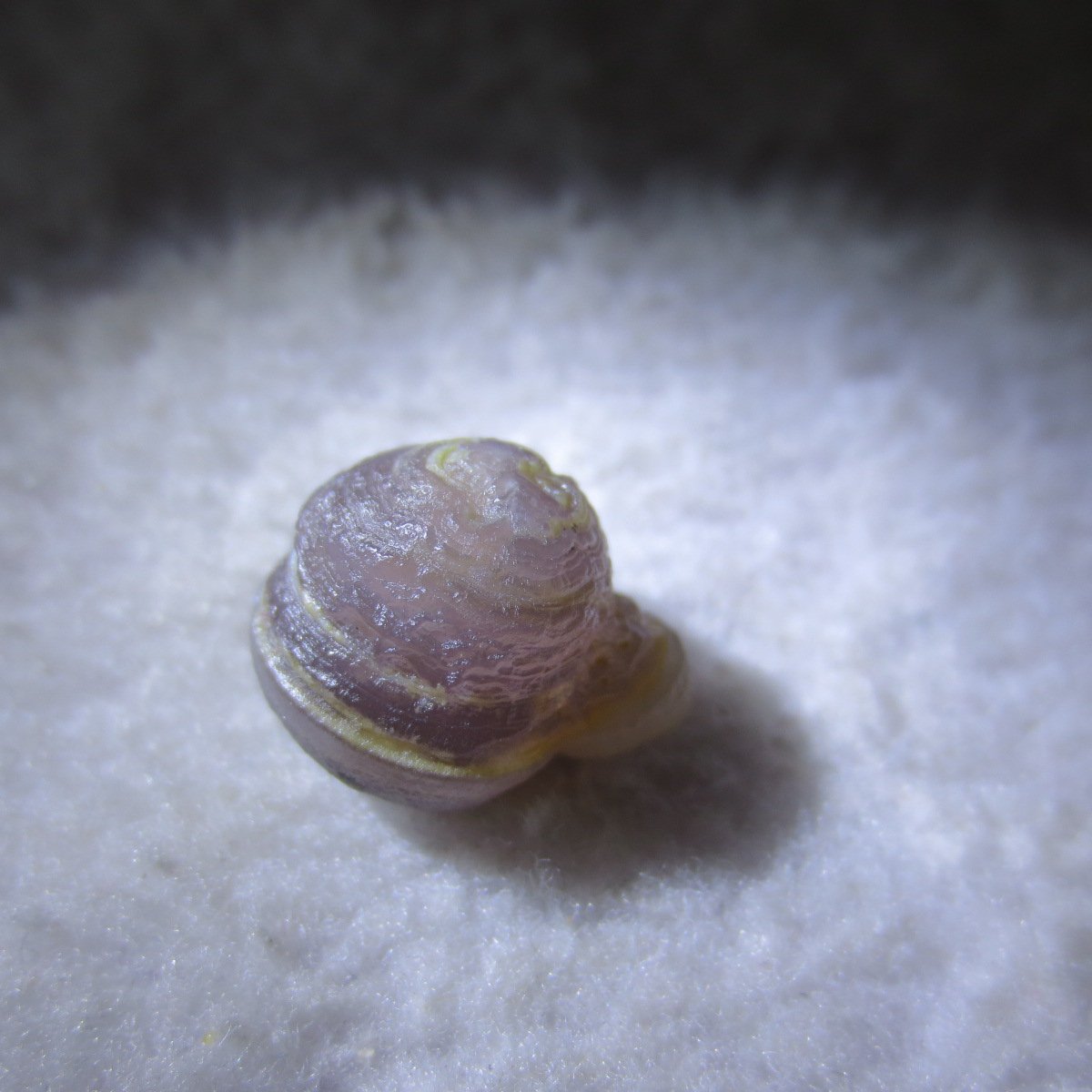 tiny gobi desert eye agate natural collectible rough stone specimen (m241) (copy)