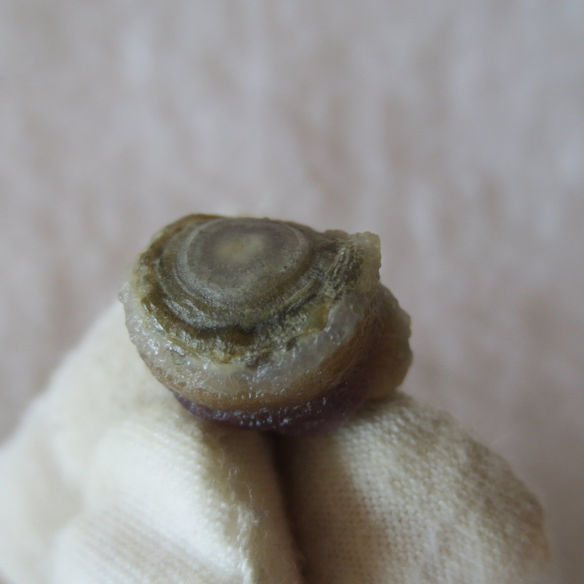 tiny gobi desert eye agate natural collectible rough stone specimen (m242) (copy)