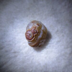 tiny gobi desert eye agate natural collectible rough stone specimen (m246)