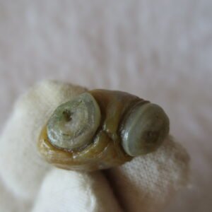 tiny gobi desert eye agate natural collectible rough stone specimen (m247)