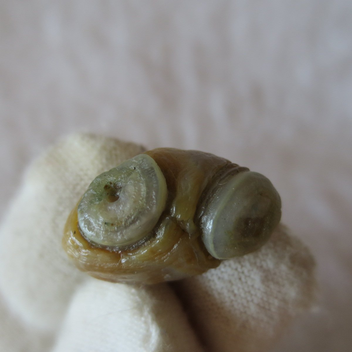 tiny gobi desert eye agate natural collectible rough stone specimen (m247)