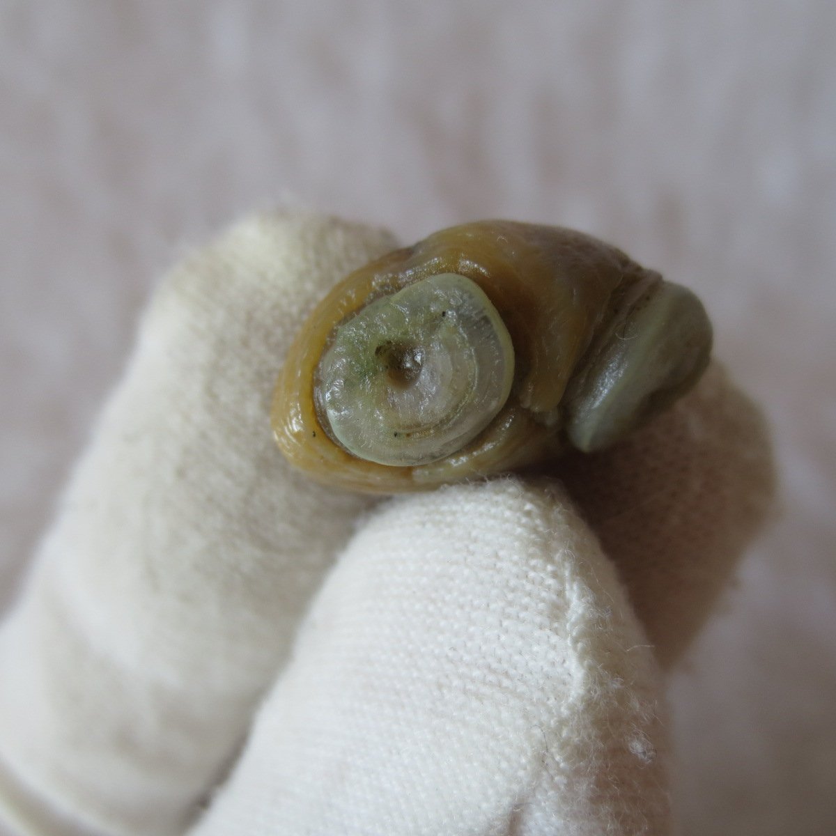 tiny gobi desert eye agate natural collectible rough stone specimen (m247)