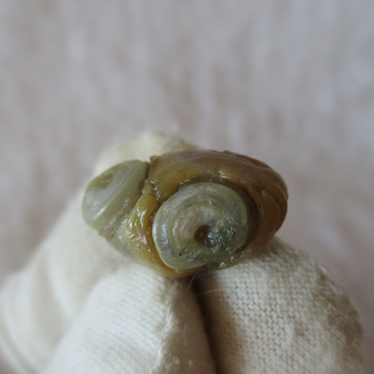 tiny gobi desert eye agate natural collectible rough stone specimen (m247)