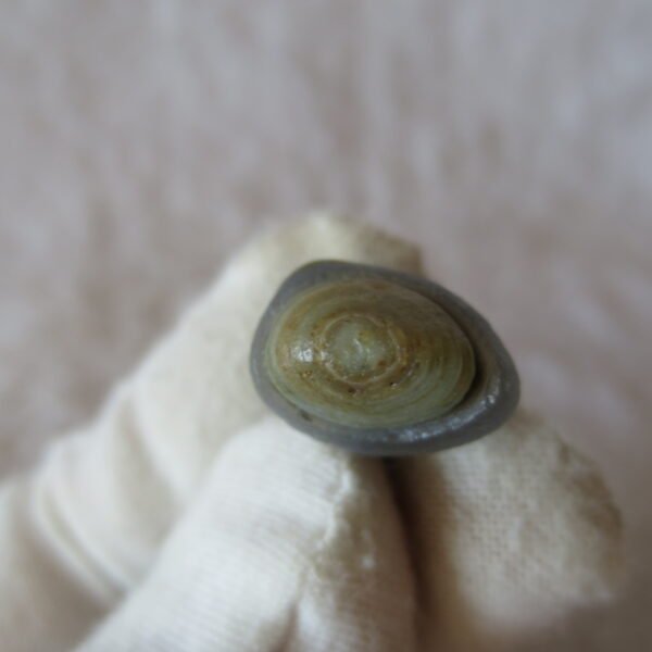 tiny gobi desert eye agate natural collectible rough stone specimen (m248)