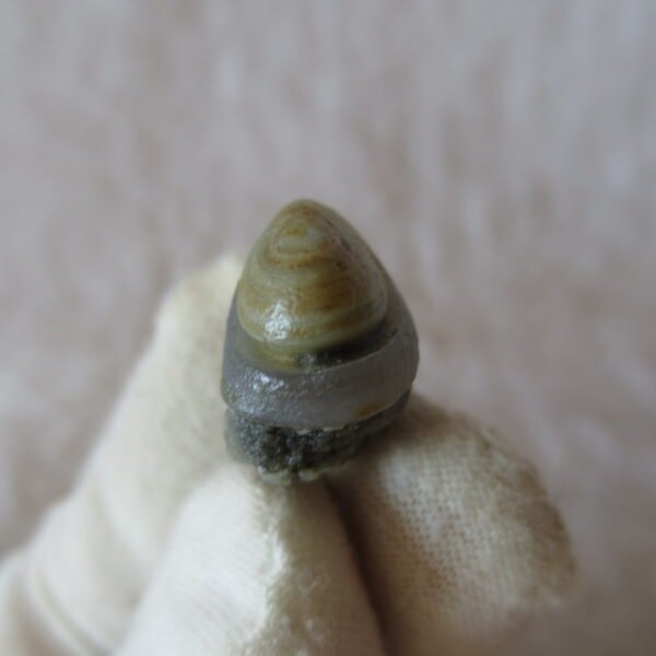 tiny gobi desert eye agate natural collectible rough stone specimen (m248)