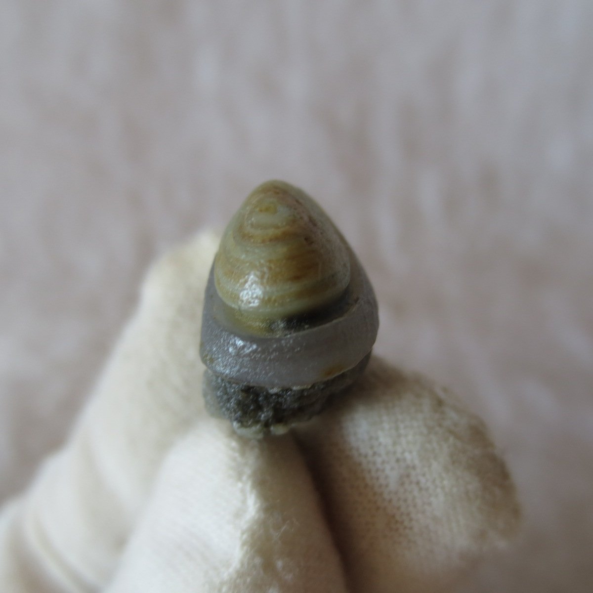 tiny gobi desert eye agate natural collectible rough stone specimen (m248)