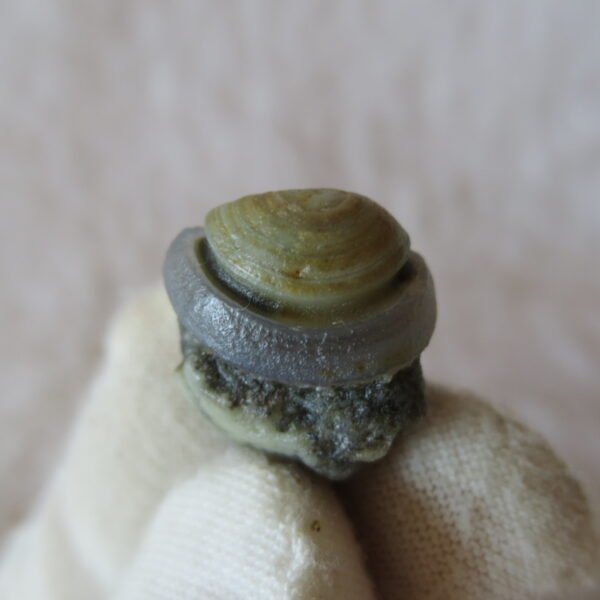 tiny gobi desert eye agate natural collectible rough stone specimen (m248)