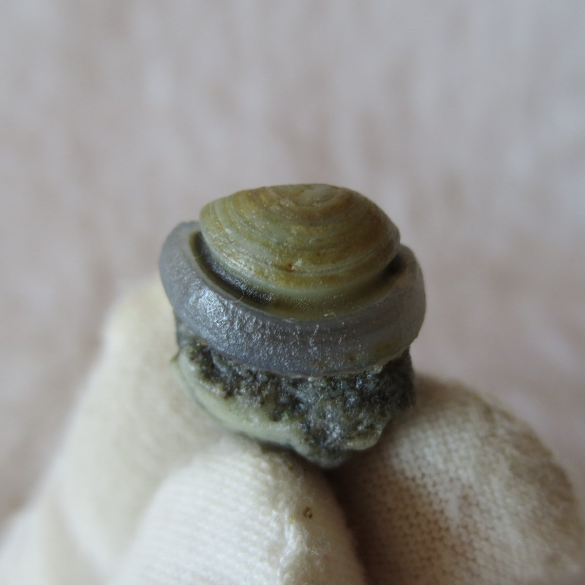tiny gobi desert eye agate natural collectible rough stone specimen (m248)