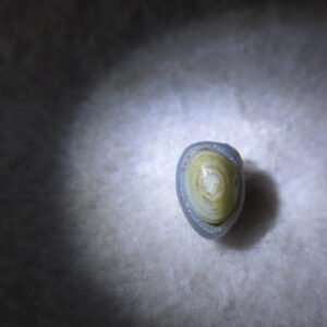 tiny gobi desert eye agate natural collectible rough stone specimen (m248)