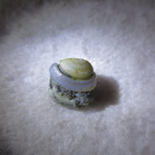 tiny gobi desert eye agate natural collectible rough stone specimen (m248)