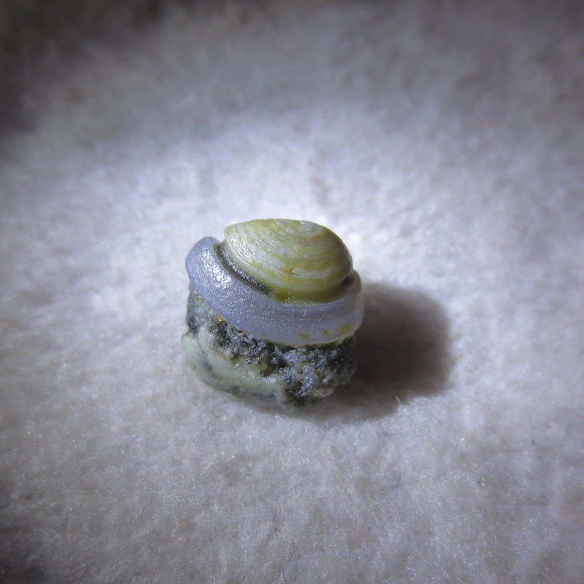 tiny gobi desert eye agate natural collectible rough stone specimen (m248)