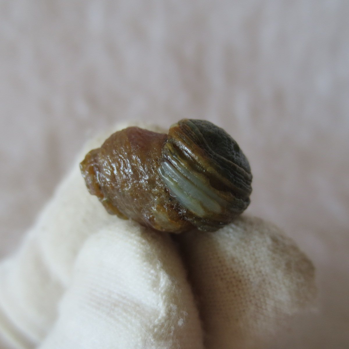 tiny gobi desert eye agate natural collectible rough stone specimen (m250) (copy)
