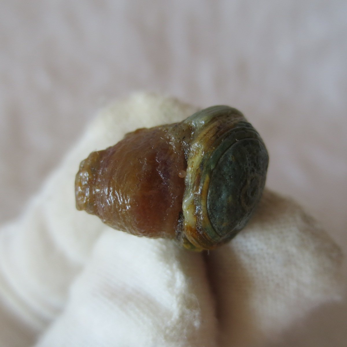 tiny gobi desert eye agate natural collectible rough stone specimen (m250) (copy)