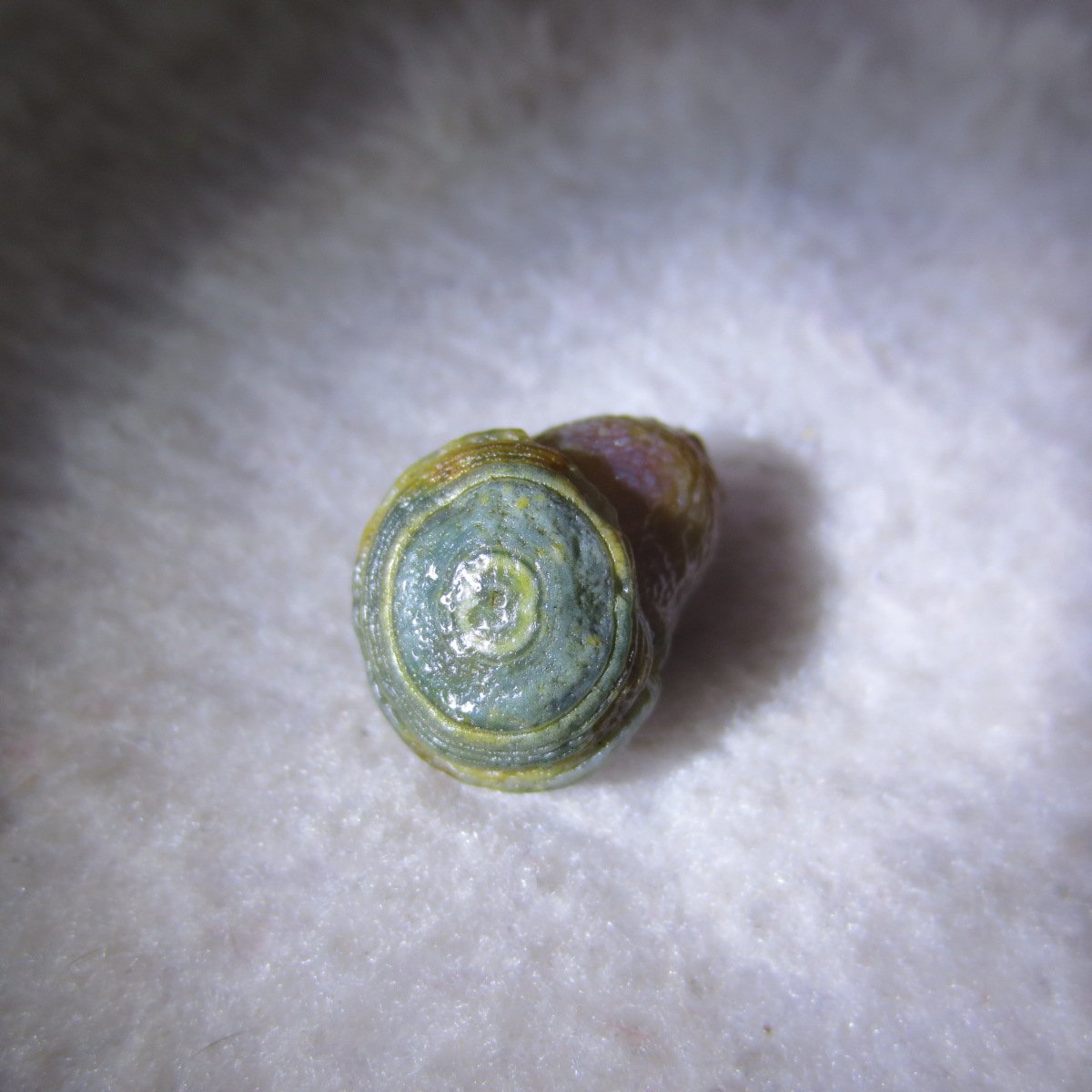 tiny gobi desert eye agate natural collectible rough stone specimen (m250) (copy)