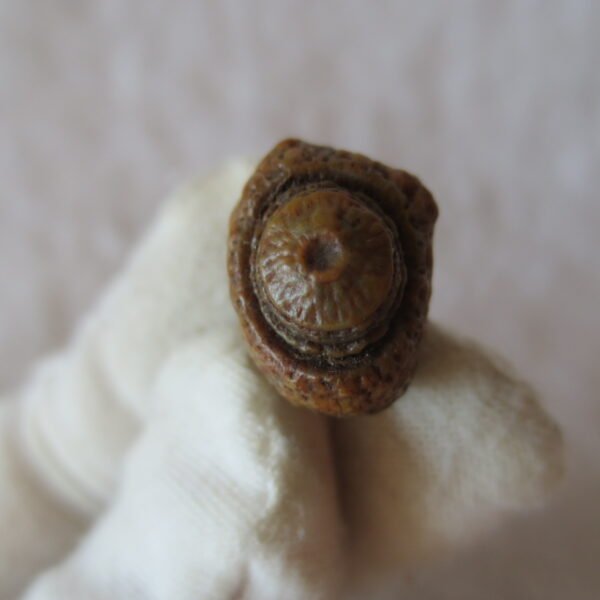 tiny gobi desert eye agate natural collectible rough stone specimen (m253) (copy)