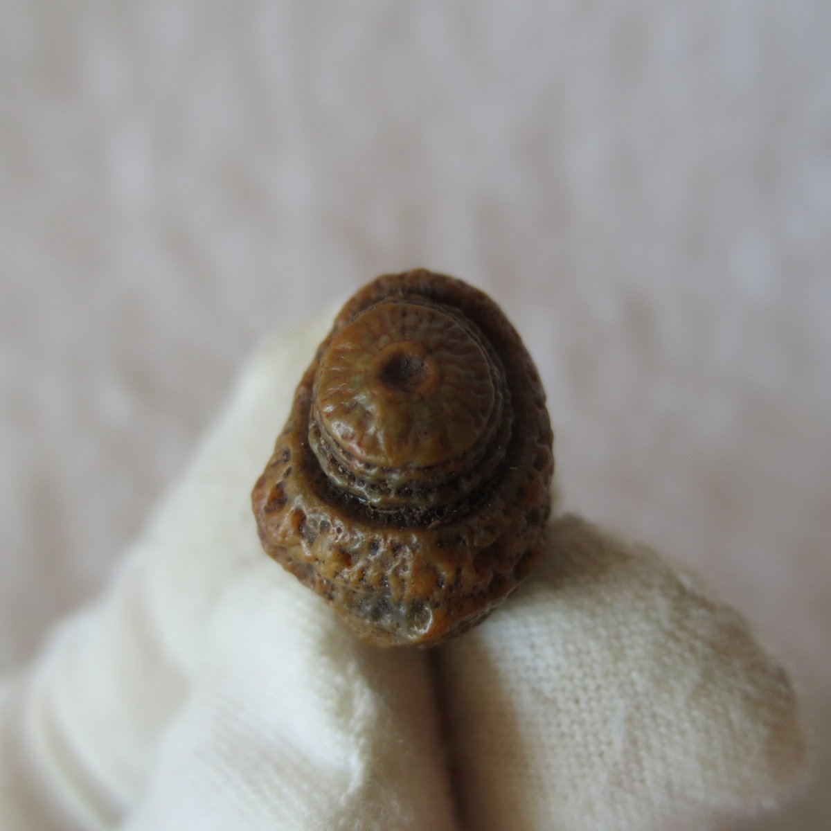 tiny gobi desert eye agate natural collectible rough stone specimen (m253) (copy)