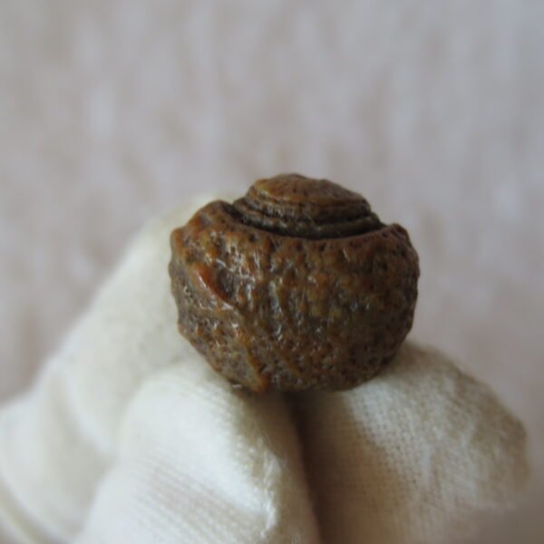 tiny gobi desert eye agate natural collectible rough stone specimen (m254)