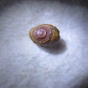 tiny gobi desert eye agate natural collectible rough stone specimen (m255)